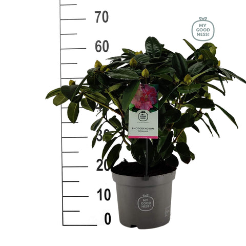 Rhododendron 'Germania'