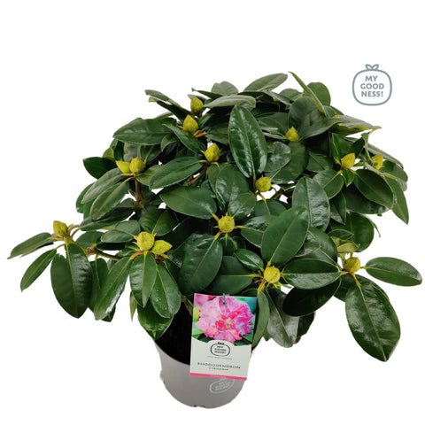 Rhododendron 'Germania'