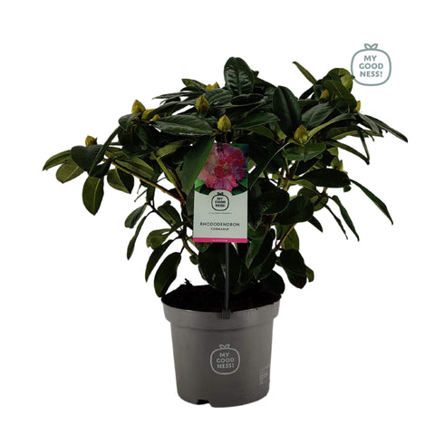 Rhododendron 'Germania'