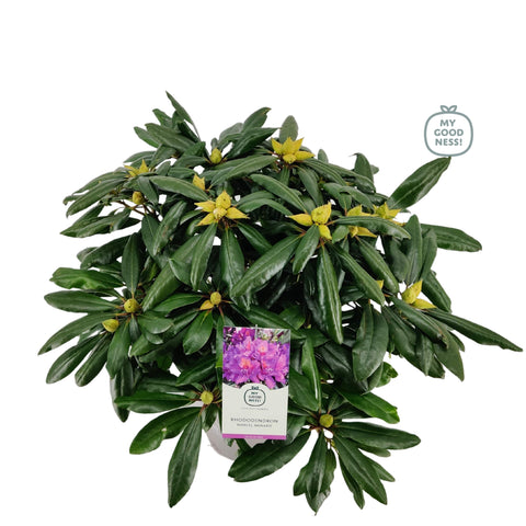 Rhododendron 'Marcel Ménard'