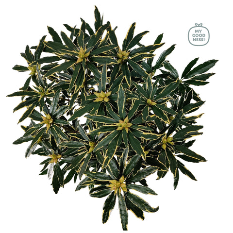 Rhododendron ponticum 'Variegatum'
