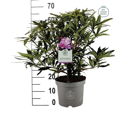 Rhododendron ponticum 'Variegatum'