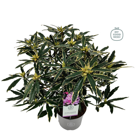 Rhododendron ponticum 'Variegatum'