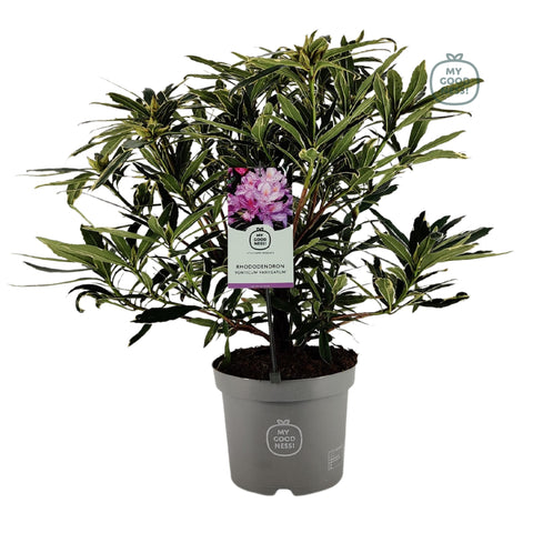 Rhododendron ponticum 'Variegatum'