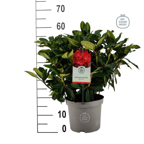 Rhododendron 'red jack'
