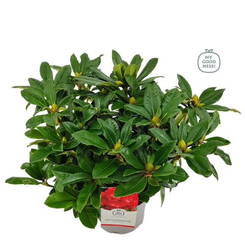 Rhododendron 'red jack'