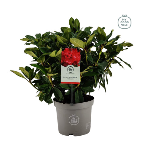 Rhododendron 'red jack'