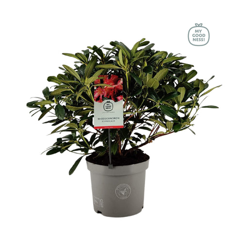 Rhododendron Scyphocalyx