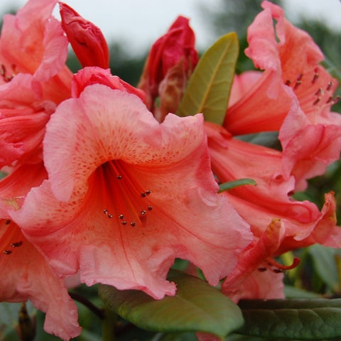 Rhododendron Scyphocalyx