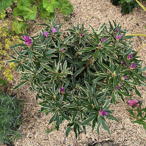 Rhododendron ponticum 'Variegatum'
