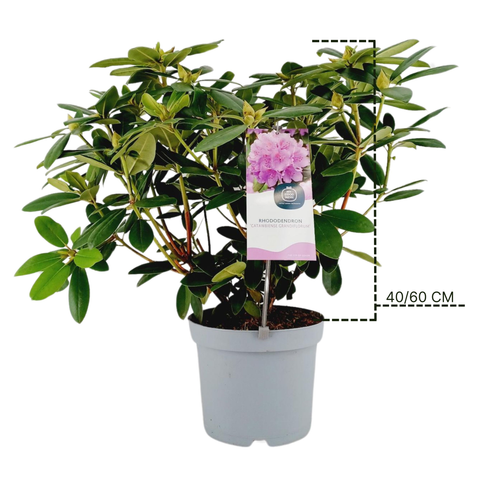 Rhododendron 'catawbiense Grandiflorum'