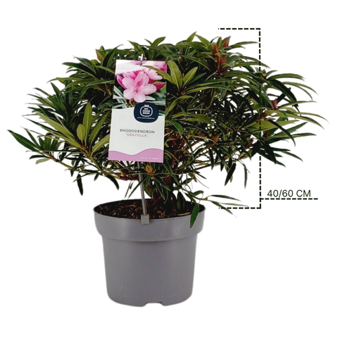 Rhododendron 'Graziella'
