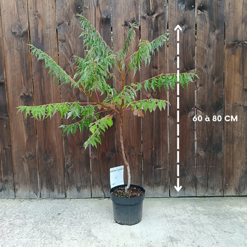 Rhus glabra 'Laciniata' / Sumac lacinié