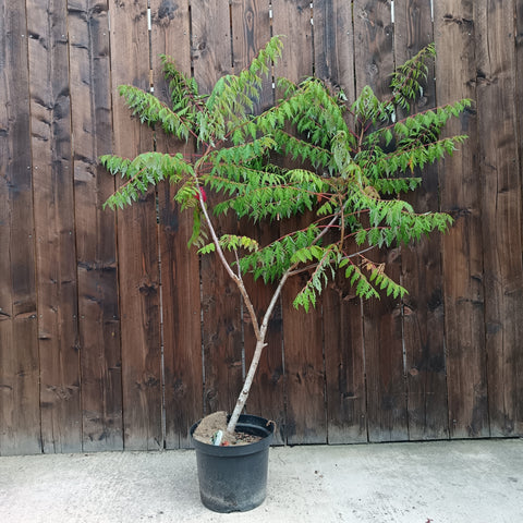 Rhus glabra 'Laciniata' / Sumac lacinié