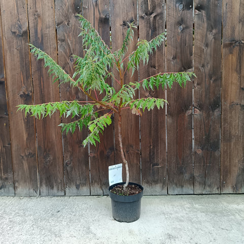 Rhus glabra 'Laciniata' / Sumac lacinié