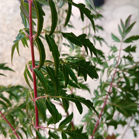 Rhus glabra 'Laciniata' / Sumac lacinié