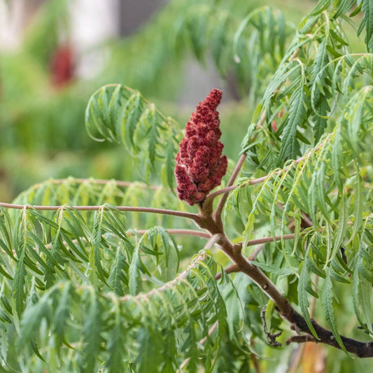 Sumac à feuilles découpées