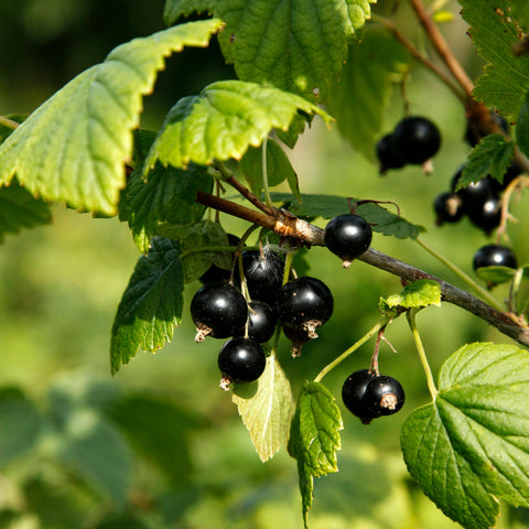 Cassissier 'black down'