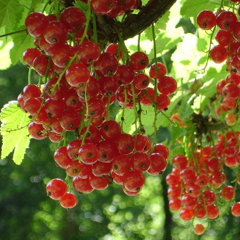 Groseillier 'Versaillaise rouge'