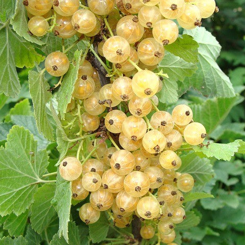 Groseillier 'Versaillaise blanche'