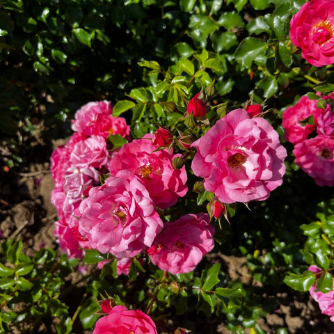 Rosier Décorosier 'Emera' - Paysager
