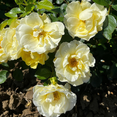 Rosier Décorosier 'Soleya' - Paysager