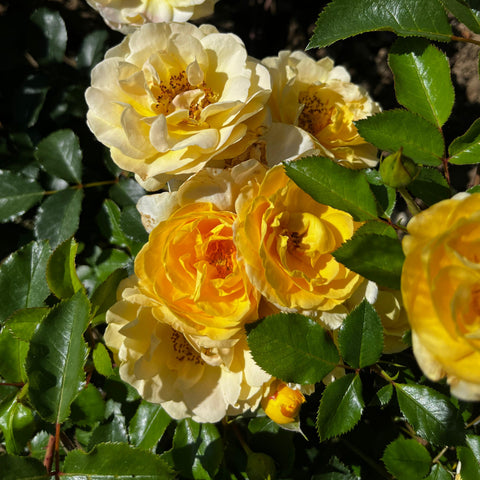 Rosier Décorosier 'Soleya' - Paysager