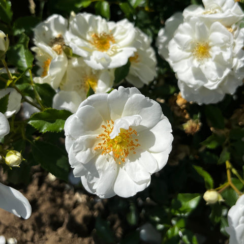 Rosier Décorosier 'Opalia' - Sur tige