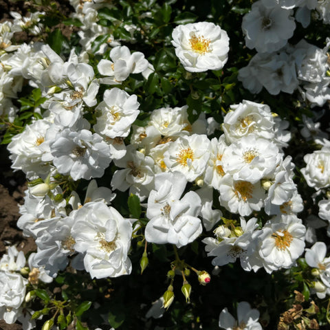 Rosier Décorosier 'opalia' - Paysager