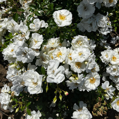Rosier Décorosier 'opalia' - Paysager