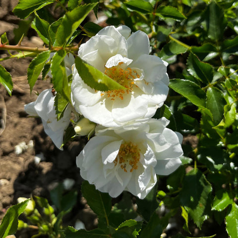 Rosier Décorosier 'opalia' - Paysager