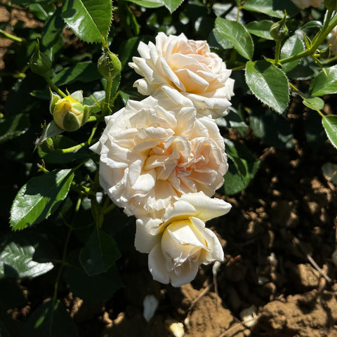 Rosier Décorosier 'Amber Voluptia' - Paysager