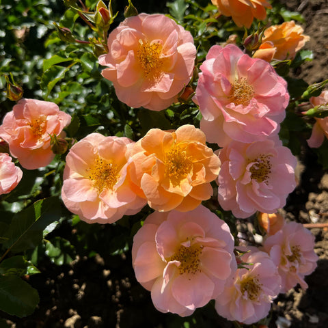 Rosier Décorosier 'Calizia' - Paysager