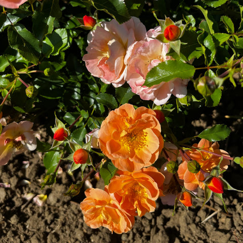 Rosier Décorosier 'Calizia' - Paysager