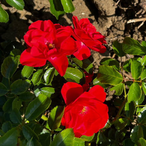 Rosier Décorosier 'Kadora' - Paysager