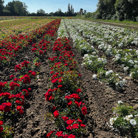 Rosier Décorosier 'New Vesuvia' - Paysager