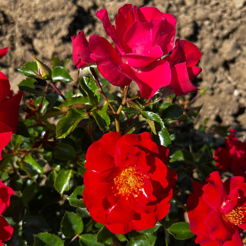 Rosier Décorosier 'Vesuvia' - Sur tige