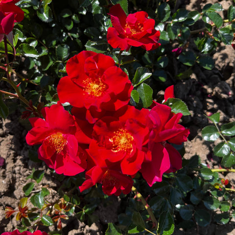 Rosier Décorosier 'New Vesuvia' - Paysager