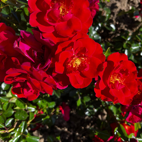 Rosier Décorosier 'New Vesuvia' - Paysager