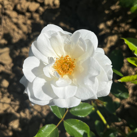 Rosier à fleurs groupées 'Iceberg' - Grimpant