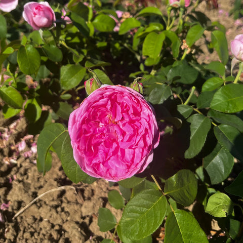 Rosier David Austin 'Gertrude Jekyll'