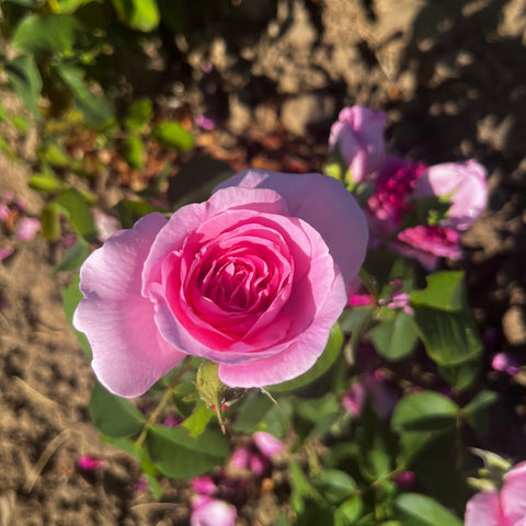 Rosier David Austin 'Gertrude Jekyll'