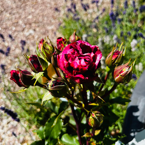 Rosier à grandes fleurs 'New Imagine'