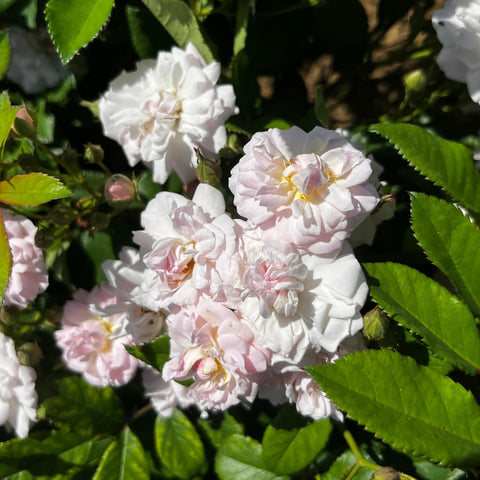 Rosier 'Parfum d'Evita' - Grimpant