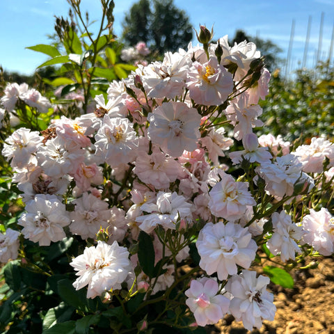 Rosier 'Parfum d'Evita' - Sur tige