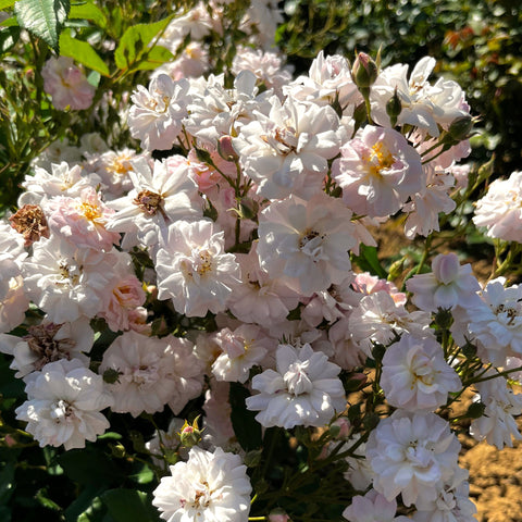 Rosier 'Parfum d'Evita' - Sur tige