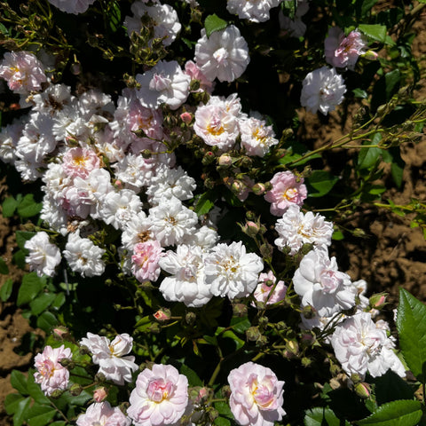 Rosier 'Parfum d'Evita' - Grimpant
