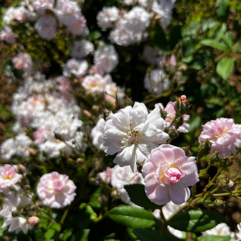 Rosier 'Parfum d'Evita' - Sur tige