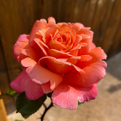 Rosier à grandes fleurs 'Parfum de Loire' - Sur tige