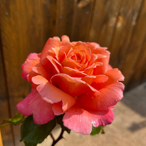 Rosier à grandes fleurs 'Parfum de Loire' - Sur tige